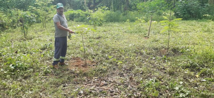 Secretaria de Meio Ambiente faz a recuperação de mata ciliar com plantio de mudas