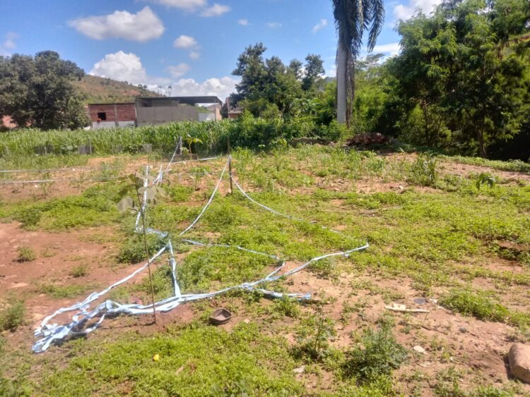 Secretaria de Meio Ambiente faz a recuperação de mata ciliar com plantio de mudas