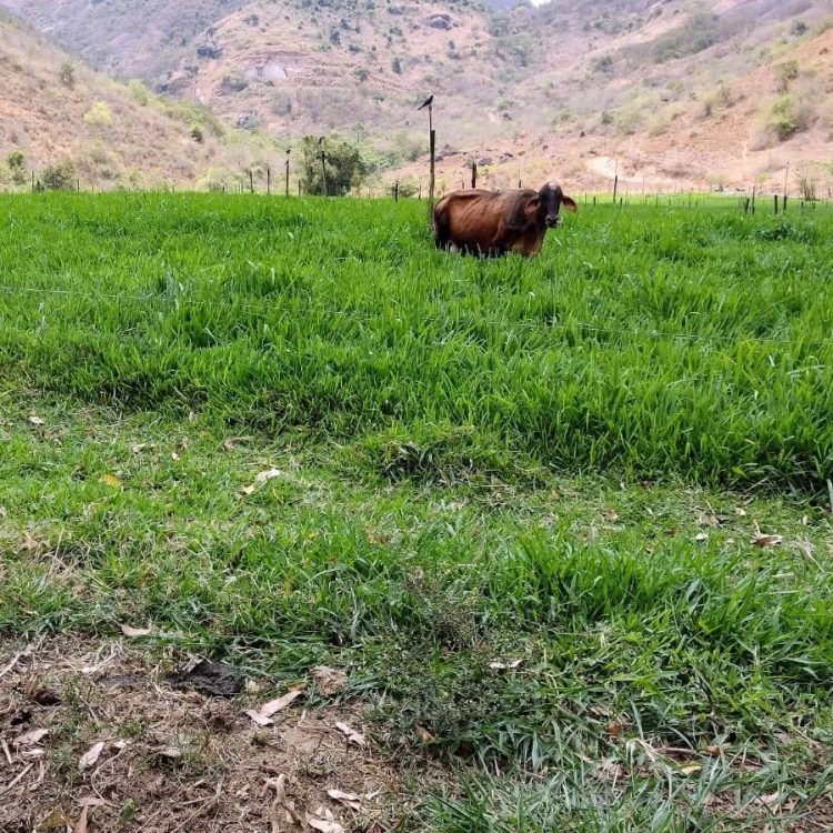 Projeto Balde Cheio fortalece a cadeia produtiva do leite em Mantena