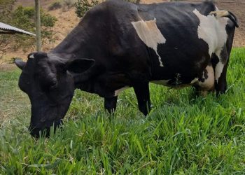 Projeto Balde Cheio fortalece a cadeia produtiva do leite em Mantena