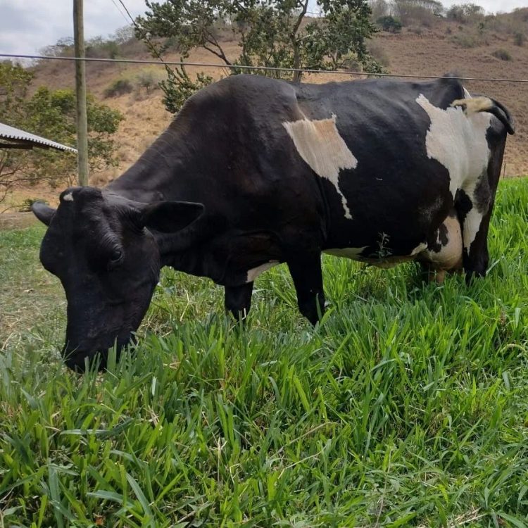 Projeto Balde Cheio fortalece a cadeia produtiva do leite em Mantena