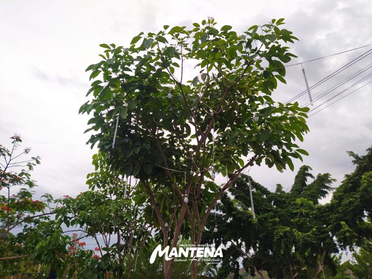 Prefeitura de Mantena inicia instalação de iluminação natalina