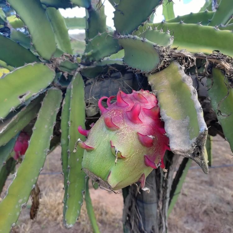 Produtora Rural é pioneira no cultivo de pitaia em Mantena