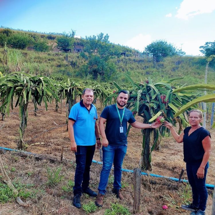 Produtora Rural é pioneira no cultivo de pitaia em Mantena