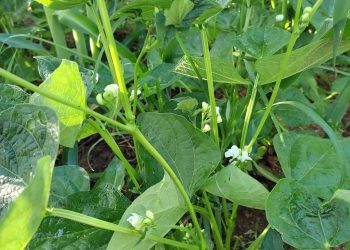 Agricultores Familiares plantam sementes de feijão distribuídas pela EMATER