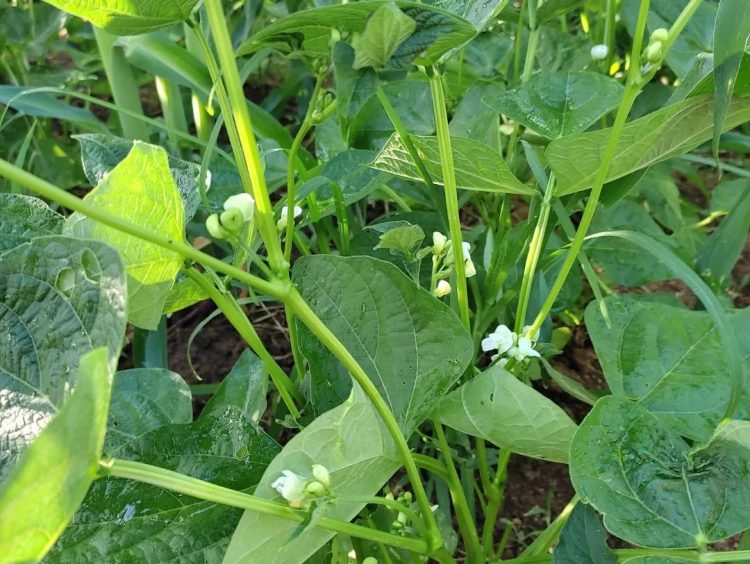Agricultores Familiares plantam sementes de feijão distribuídas pela EMATER