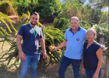 Produtora Rural é pioneira no cultivo de pitaia em Mantena