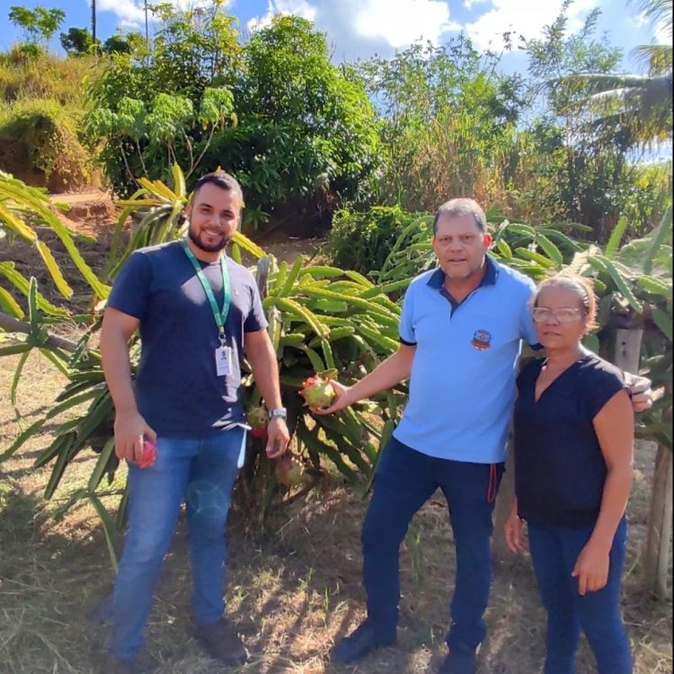 Produtora Rural é pioneira no cultivo de pitaia em Mantena