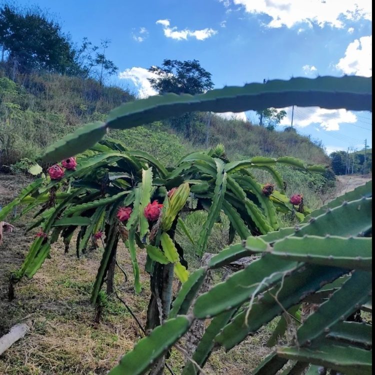 Produtora Rural é pioneira no cultivo de pitaia em Mantena