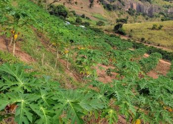 Plantio inovador de mamão projeta produção de quatro toneladas por semana em Mantena
