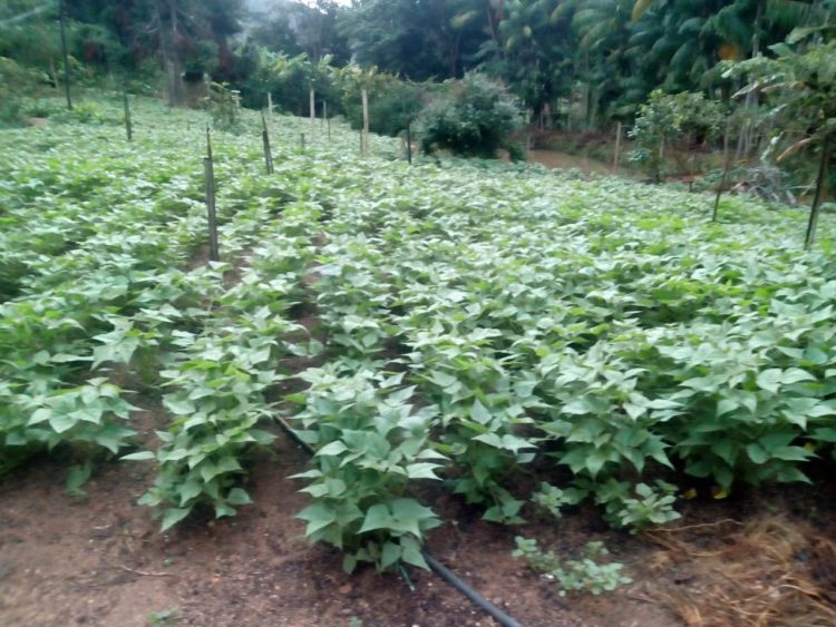 Secretaria de Agricultura atende produtores da Associação Amonad com serviços de trator