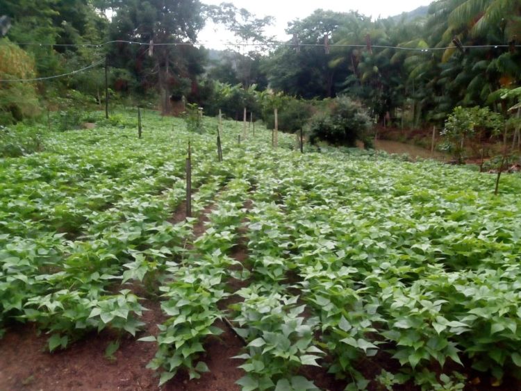 Secretaria de Agricultura atende produtores da Associação Amonad com serviços de trator
