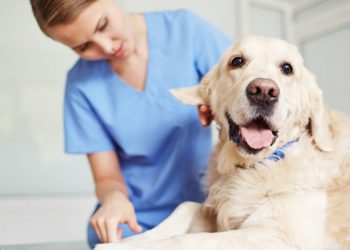 Mantena realiza o 1º Mutirão de Castração de Cães em Situação de Rua nos próximos dias