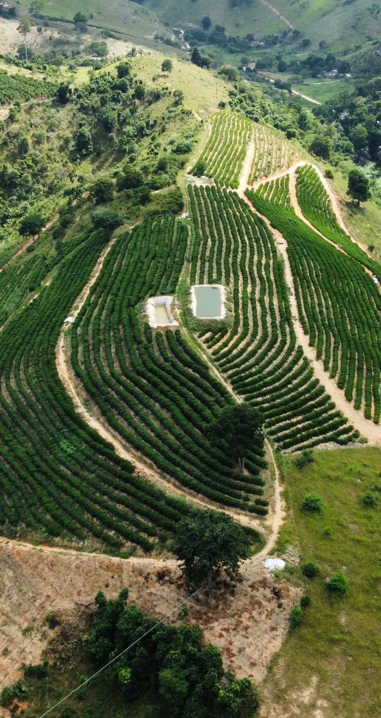 Mantena potencializa produção de café com Programa de Fortalecimento e Assistência Técnica
