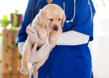 Último dia para cadastro de castração de pets GRATUITA em Mantena