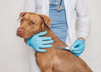 Inscrições para castração gratuita de cães e gatos estão abertas; saiba como fazer