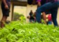 Agroeduca conecta educação, agricultura e sustentabilidade nas escolas municipais